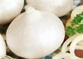 Allium cepa